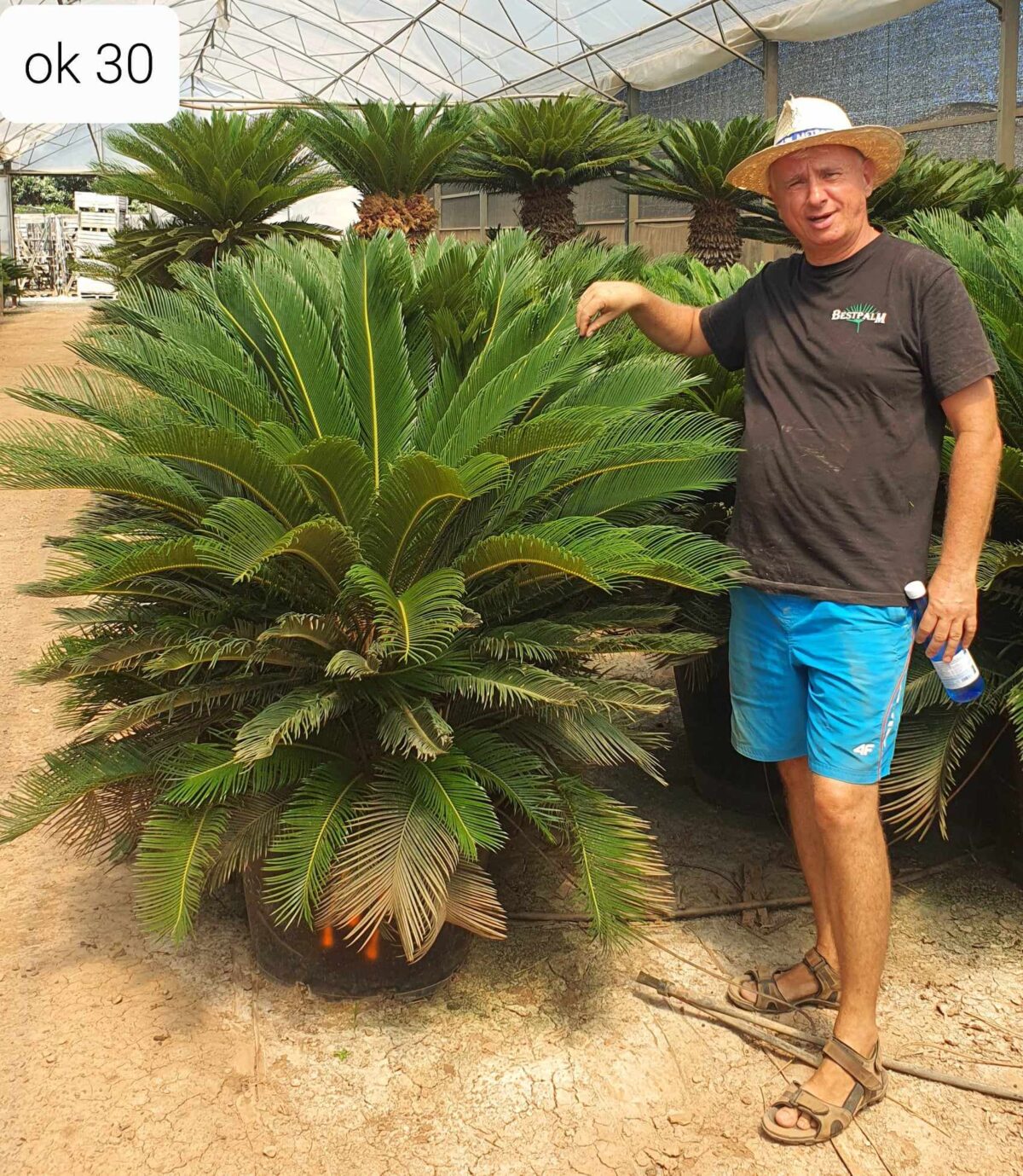 Cycas Revoluta Pie Ok Cm Donica L C Bestpalm Palmy