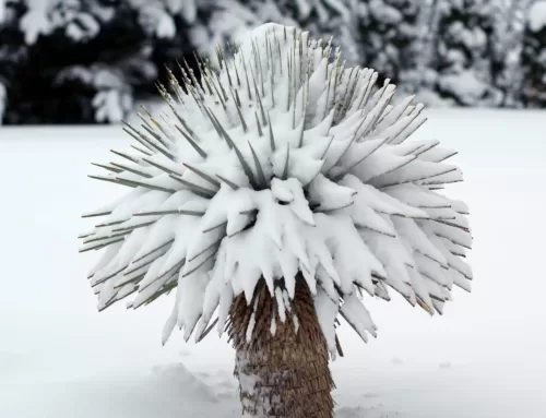Cała prawda o zabezpieczaniu Juki Rostraty na zimę!